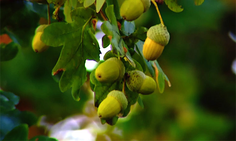 La formation des graines - 12mn 22s